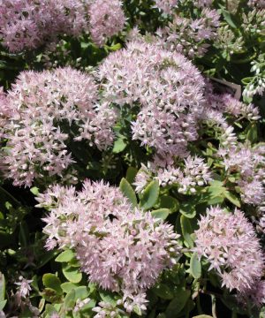 Rock 'N Round® 'Pure Joy' Stonecrop (Sedum pure 'Joy') - 1 gallon