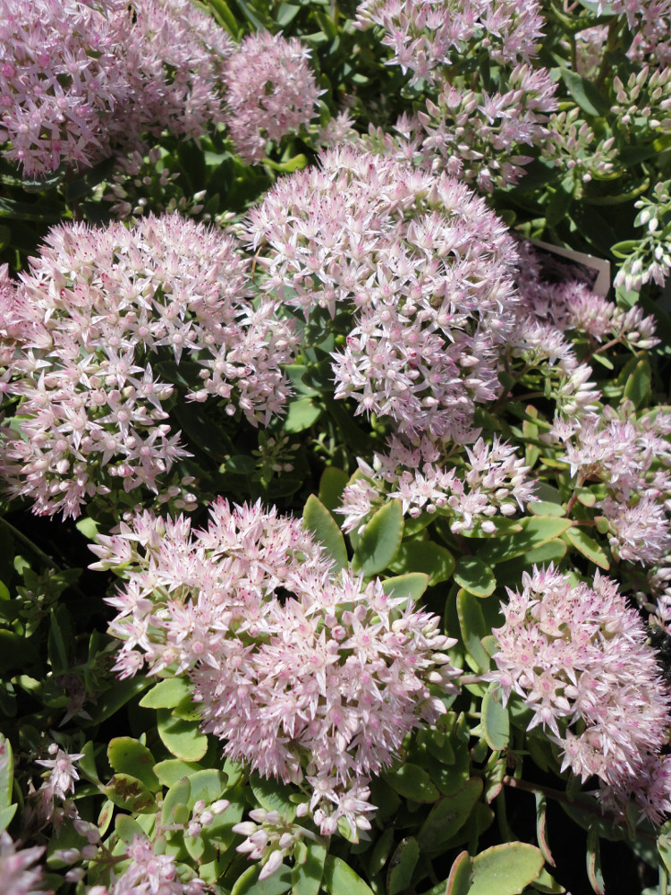 Rock 'N Round® 'Pure Joy' Stonecrop (Sedum pure 'Joy') - 1 gallon