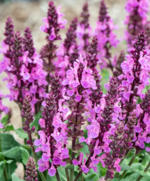 Rose Marvel Salvia (Salvia nemerosa 'Rose Marvel') - 1 gallon