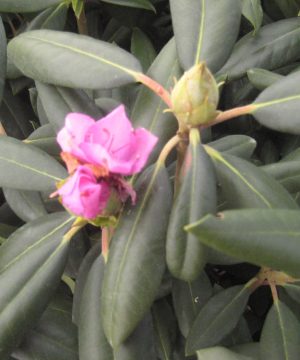 Roseum Elegans Rhododendron (Rhododendron roseum 'Roseum Elegans') - 3 gallon 15"