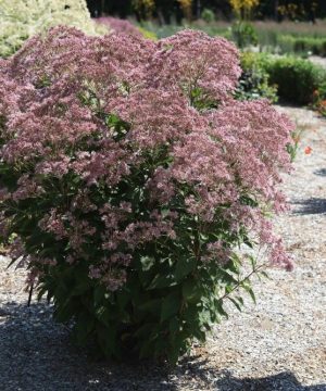Rosie Josie™ Joe-Pye (Eupatorium x 'Rosie Josie') - 2 gallon