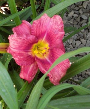 Rosy Returns Daylily (Hemerocallis rosy 'Rosy Returns') - 1 gallon
