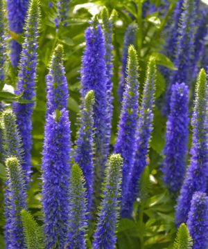 Royal Candles Speedwell (Veronica spicata 'Royal Candles') - 1 gallon
