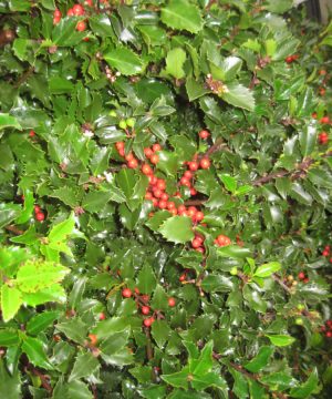 Royal Family (Blue Prince/Blue Princess) Holly (Ilex x meserveae 'Royal Family') - 3 gallon 15"