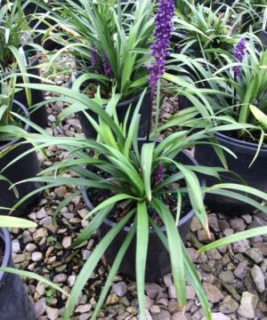 Royal Purple Lily Turf (Liriope M 'Royal Purple') - 1 gallon
