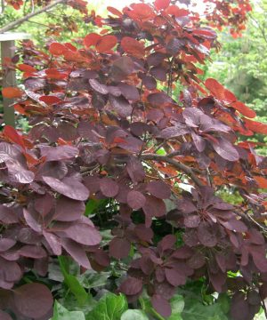 Royal Purple Smokebush (Cotinus coggygria 'Royal Purple') - 3 gallon 15"