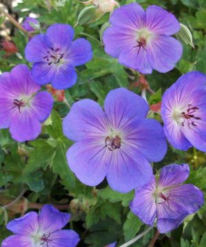 Rozanne™ Cranebill (Geranium x 'Rozanne') - 1 gallon