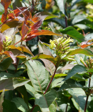Ru-Bee Wren® Mountain Bush Honeysuckle (Diervilla lonicera 'Ru-Bee Wren') - 3 gallon
