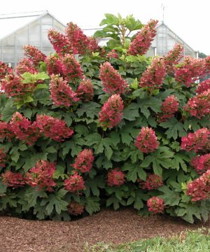 Ruby Slippers Oakleaf Hydrangea (Hydrangea quercifolia 'Ruby Slippers') - 3 gallon 12"
