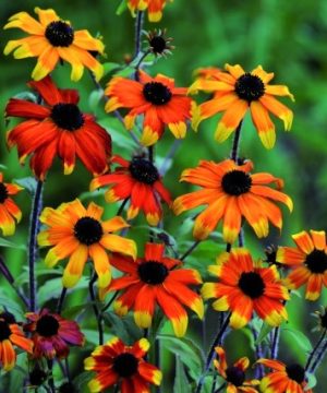 Rudbeckia Prairie Glow (Rudbeckia T. Prairie Glow) - 1 gallon