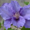 Sacha™ Clematis (Clematis sacha) - half gallon