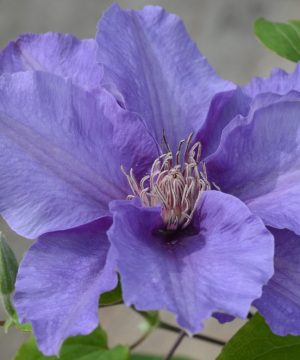 Sacha™ Clematis (Clematis sacha) - half gallon