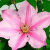 Sally™ Clematis (Clematis sally) - 1 gallon