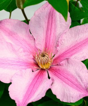 Sally™ Clematis (Clematis sally) - 1 gallon