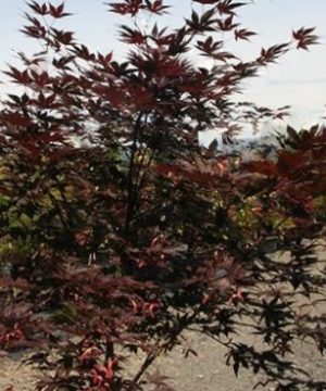 Samurai Sword™ Japanese Maple (Acer palmatum 'Samurai Sword') - 3 gallon 36"