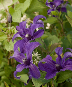 Sapphire Indigo™ Clematis (Clematis sapphire 'Cleminov51') - 1 gallon