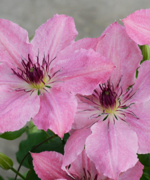Sarah Elizabeth™ Clematis (Clematis sarah 'Elizabeth') - 1 gallon