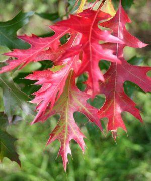 Scarlet Oak (Quercus coccinea) - 3 gallon