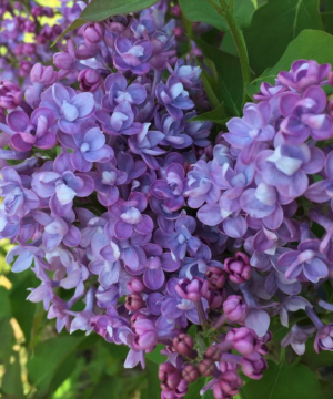 Scentara® Double Blue Lilac (Syringa x 'Scentara Double Blue') - 3 gallon 18"