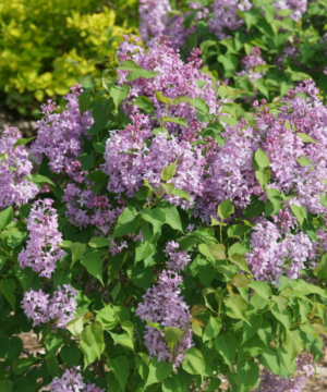 Scentara Pura® Lilac (Syringa x hyacin. 'Scentara Pura') - 3 gallon