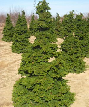 Semi-dwarf Hinoki False Cypress (Chamaecyparis obtusa 'Compacta') - 3 gallon 18"