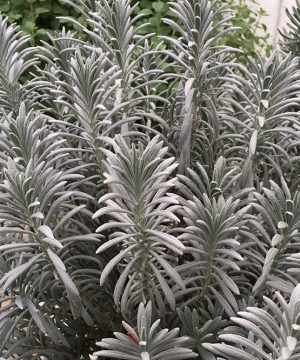 Sensational!® Lavender (Lavandula x i. 'Sensational') - half gallon