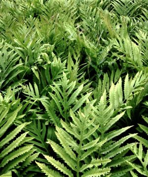 Sensitive Fern (Onoclea 'Sensitive') - 1 gallon