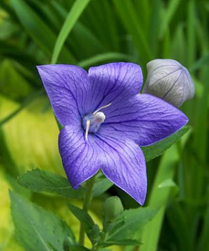 Sentimental Blue Balloon Flower (Platycodon grandiflorus 'Sentimental Blue') - 1 gallon