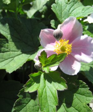 September Charm Anemone (Anemone x hybrida 'September Charm') - 1 gallon