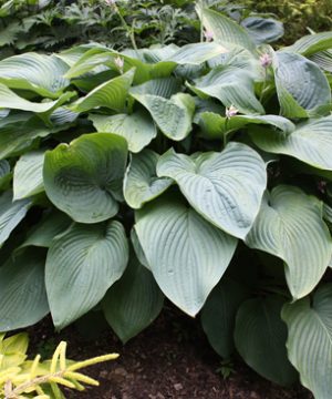 Shadowland® 'Empress Wu' Hosta (Hosta empress 'Empress Wu') - 1 gallon