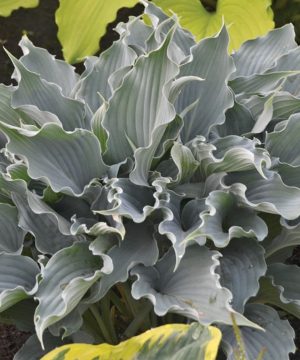 Shadowland® 'Waterslide' Hosta (Hosta shadowland 'Waterslide') - 1 gallon