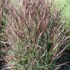 Shenandoah Switch Grass (Panicum virgatum 'Shenandoah') - 3 gallon