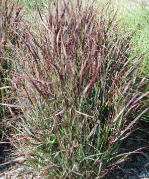 Shenandoah Switch Grass (Panicum virgatum 'Shenandoah') - 3 gallon