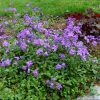 Sherwood Purple Creeping Phlox (Phlox stolonifera 'Sherwood Purple') - 1 gallon