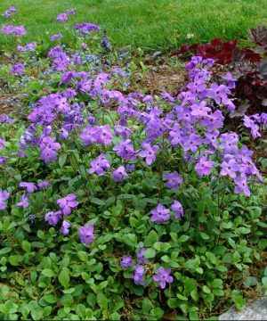 Sherwood Purple Creeping Phlox (Phlox stolonifera 'Sherwood Purple') - 1 gallon