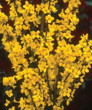 Show Off® Forsythia (Forsythia x intermedia 'Mindor') - 3 gallon 24"