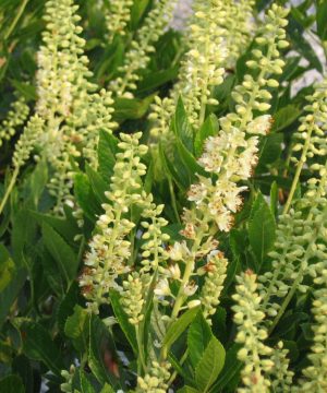 Sixteen Candles Dwarf Summersweet (Clethra alnifolia 'Sixteen Candles') - 3 gallon 15"