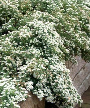 Snow Flurry Aster (Aster ericoides 'Snow Flurry') - 1 gallon