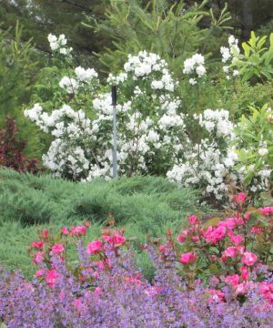 Snow White™ Mockorange (Philadelphus 'Snow Snowwhite Sensation') - 3 gallon 18"