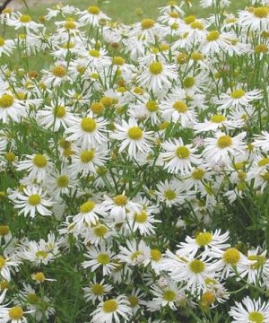 Snowbank Boltonia (Boltonia snowbank) - 1 gallon