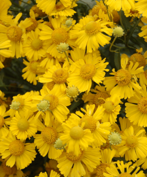 Sombrero Sneeze Weed (Helenium 'Mariachi Sombrero') - 1 gallon
