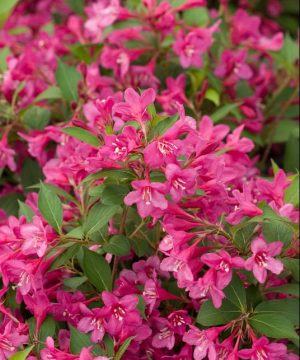 Sonic Bloom® Pink Weigela (Weigela sonic 'Bloom Pink') - 1 gallon