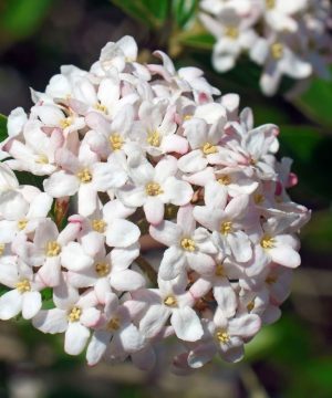Spice Island® Korean Spice Bush (Viburnum carlesii 'Spice Island') - 3 gallon 15"