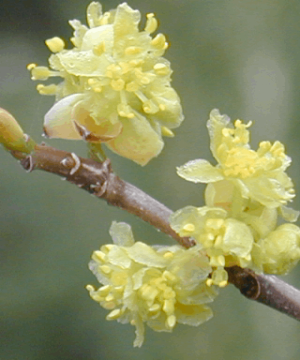 Spicebush (Lindera benzoin) - 3 gallon 18"