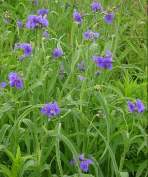 Spiderwort (Tradescantia ohiensis) - 1 gallon