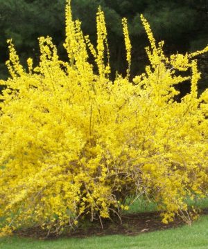 Spring Glory Forsythia (Forsythia x intermedia 'Spring Glory') - 3 gallon 24-30"