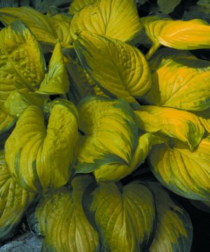 Stained Glass Plantain Lily (Hosta stained 'Stained Glass') - 1 gallon
