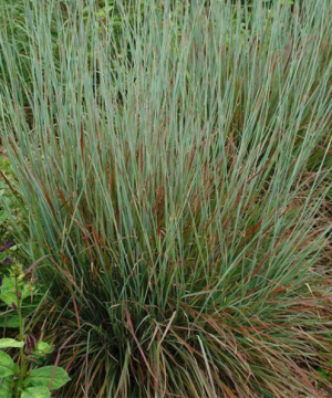 Standing Ovation Little Bluestem (Schizachyrium 'Stand. Ovation') - 2 gallon