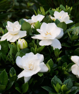 Steady as She Goes® (Gardenia steady 'As She Goes') - 1 gallon