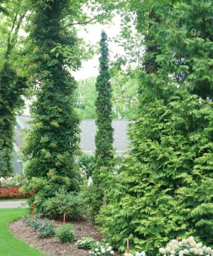 Sting® Arborvitae (Thuja occidentalis 'Sting') - 3 gallon